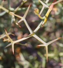 Grevillea dielsiana
