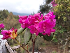 Rhododendron wallichii