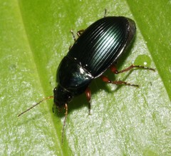 Amara saphyrea
