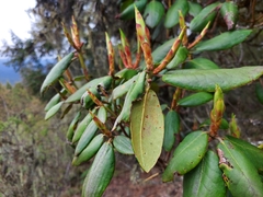 Rhododendron wallichii