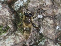 Criorhina pachymera
