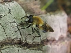 Criorhina floccosa