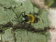 Criorhina floccosa