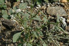 Heliotropium dolosum