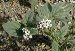 Heliotropium dolosum