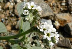 Heliotropium dolosum