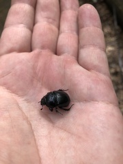 Anoplotrupes stercorosus