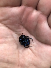 Anoplotrupes stercorosus