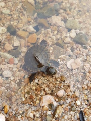 Emydura macquarii
