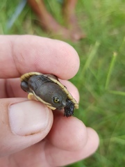 Emydura macquarii
