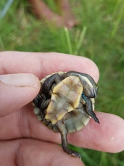 Emydura macquarii