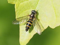 Meligramma cingulata