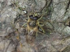 Criorhina pachymera