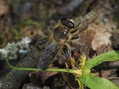 Criorhina pachymera