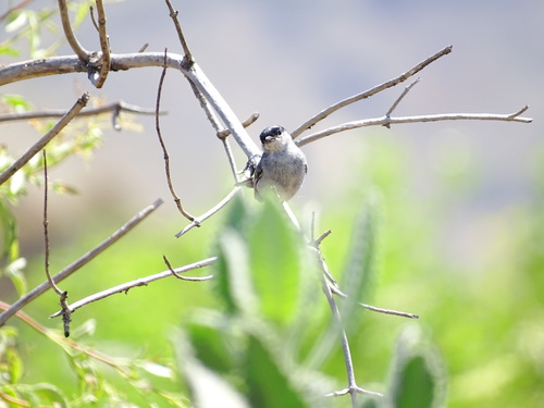 Polioptila californica