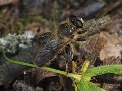 Criorhina pachymera