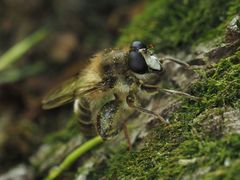 Criorhina pachymera