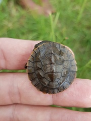 Emydura macquarii