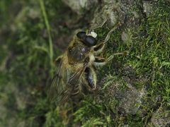 Criorhina pachymera