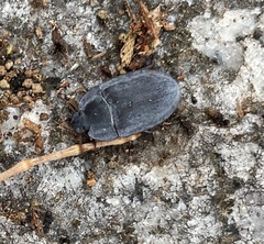 Pterohelaeus peltatus