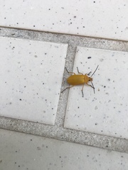 Cteniopinus hypocrita