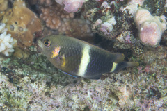 Chrysiptera leucopoma