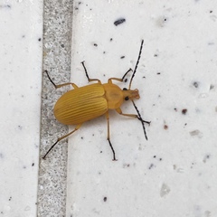 Cteniopinus hypocrita