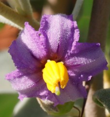 Solanum orbiculatum