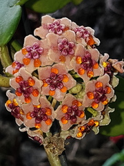 Hoya diversifolia