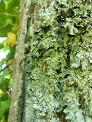Parmelia submontana