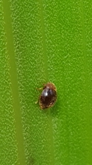 Adoxellus flavihirtus