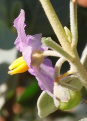 Solanum orbiculatum