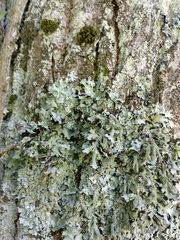 Parmelia submontana