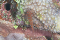 Trimma annosum