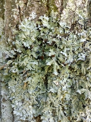 Parmelia submontana