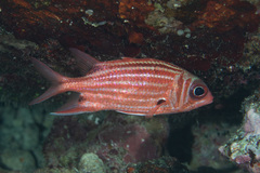 Sargocentron cornutum