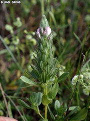 Ononis alopecuroides