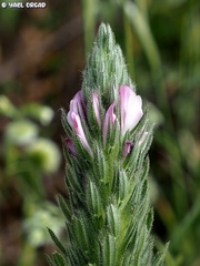 Ononis alopecuroides