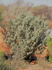 Solanum orbiculatum