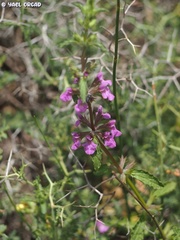Stachys neurocalycina