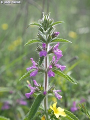 Stachys zoharyana