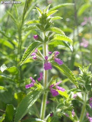 Stachys zoharyana