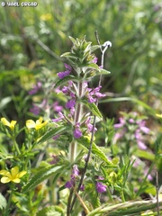 Stachys zoharyana