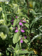 Stachys zoharyana