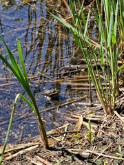 Pelophylax ridibundus