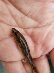 Philypnodon grandiceps