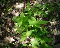 Lonicera × muendeniensis