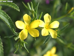 Linum nodiflorum
