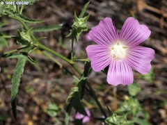 Malva punctata