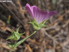Malva punctata